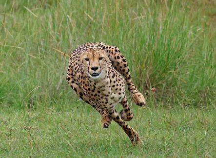 Cheetah starts the hunt