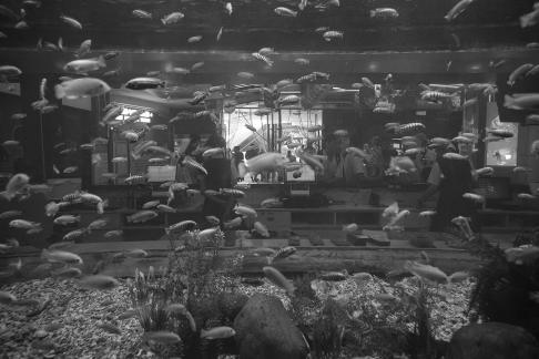 Aquarium Tour 50