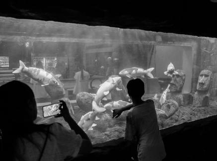 Aquarium Tour 52