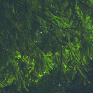 branches and leaves 4