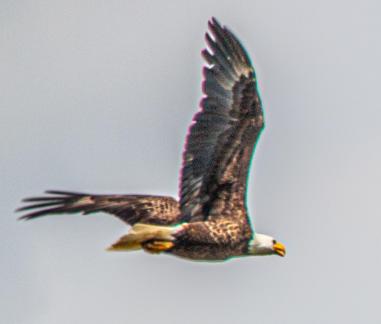 Bald Eagle in flight