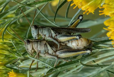 Grasshopper-duo