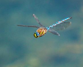 Dragon-flying