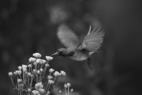 Hovering