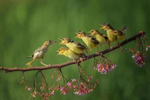 Cisticola juncidis