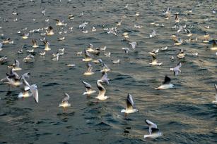 Seagullstime