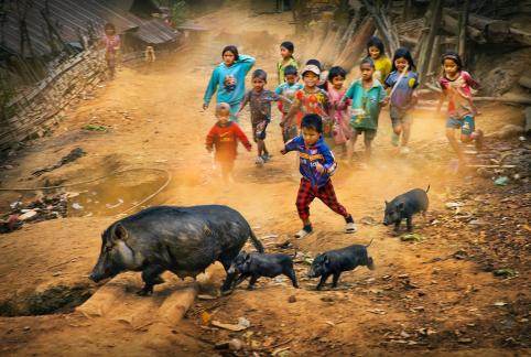 Pigs are on the road