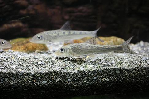 pseudorasbora parva 2