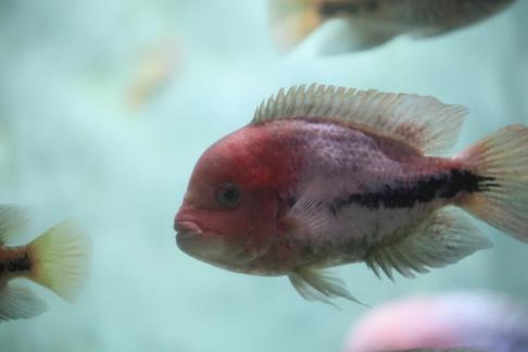 Fire Mouth Fish 2