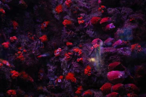 coral 1