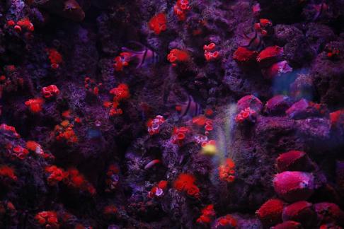 coral 2