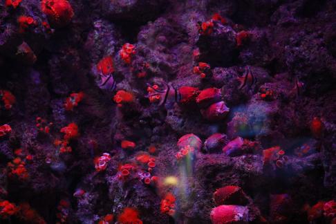 coral 3