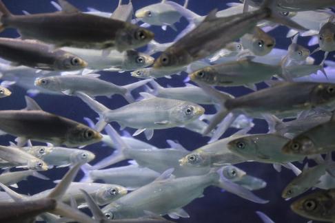 tarpon 6