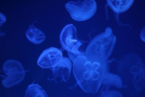 jellyfish 25