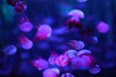 jellyfish 26