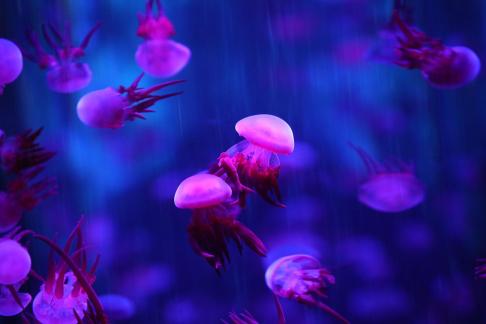 jellyfish 27