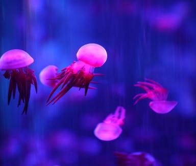 jellyfish 28