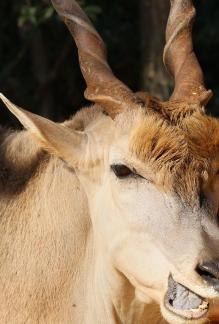 bighorn sheep 2