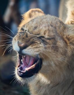 lion 18