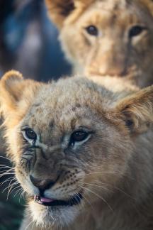lion 19