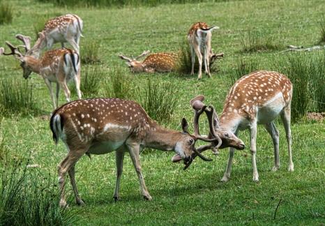 Locked Antlers