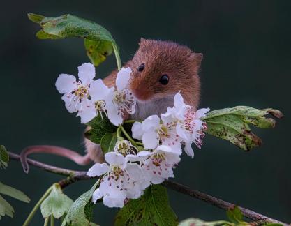 Harvest Mouse and Blossom