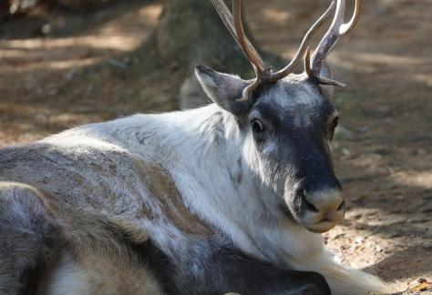 reindeer 7