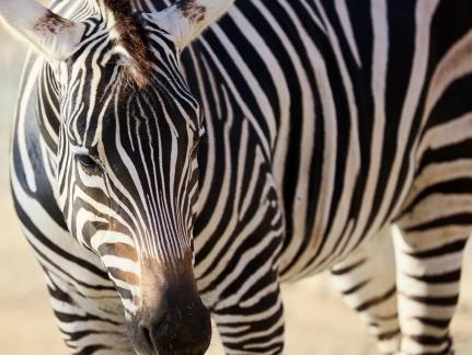 zebra 1