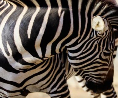 zebra 2
