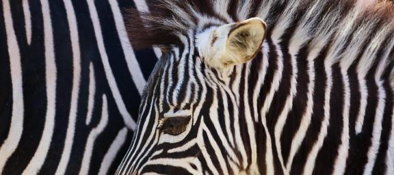 zebra 6