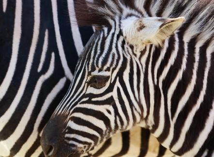 zebra 7