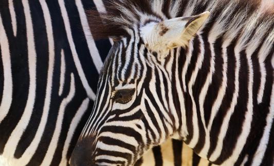 zebra 8