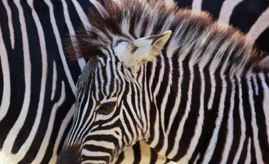 zebra 9