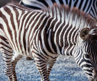 zebra 7