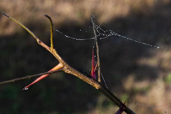Morning dew-2