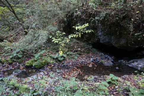 Deep forest spring water 13