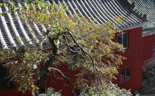 Journey to Wudang Mountain 107