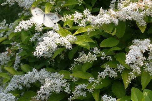 A tree with white flowers 1