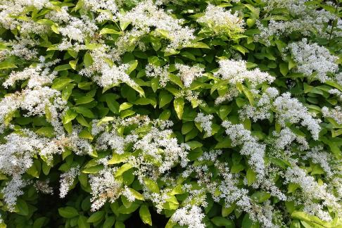 A tree with white flowers 3