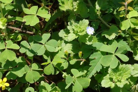 Leaf gap picking up light 1