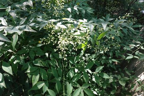 Natural Poetry Frame 3