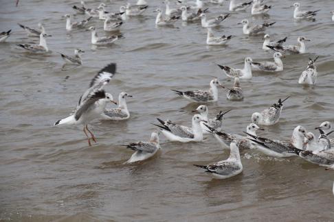 White Feather Sweeping Waves 10