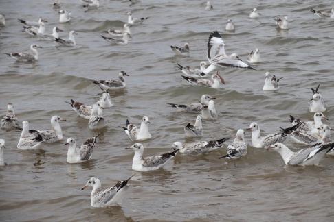 White Feather Sweeping Waves 11