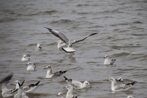 Gull Dance 1