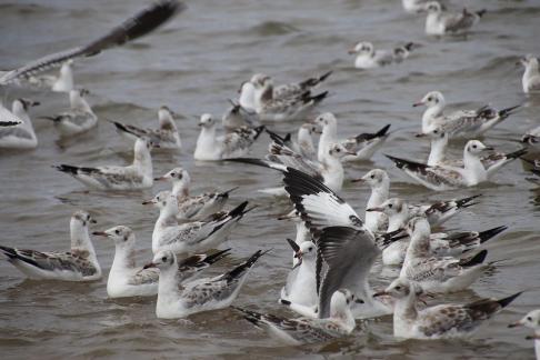 Gull Dance 2