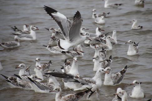 Gull Dance 3