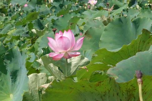 In the lotus pond 3