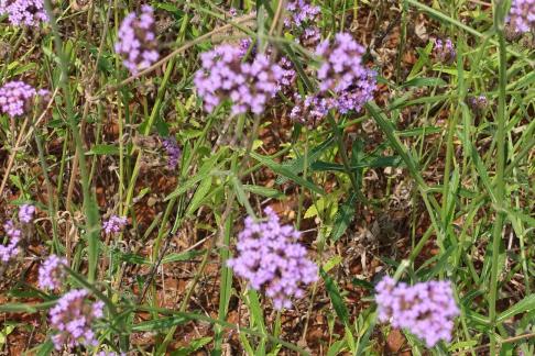 Purple flowered green grass 3