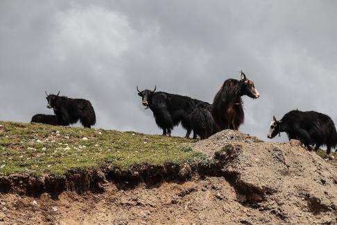 Green Slope Ink Shadow 1