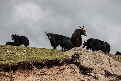 Green Slope Ink Shadow 2